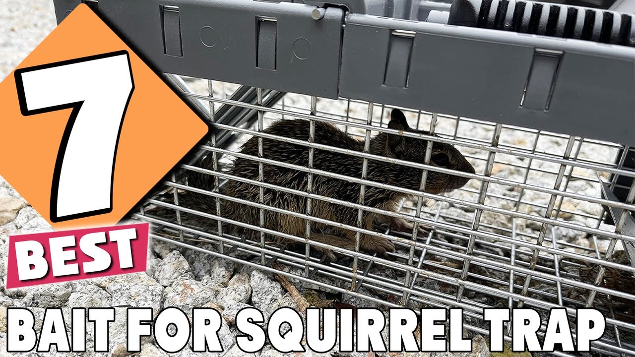 Ultimate Guide: 7 Best Bait for Squirrel Trap to Ensure Success