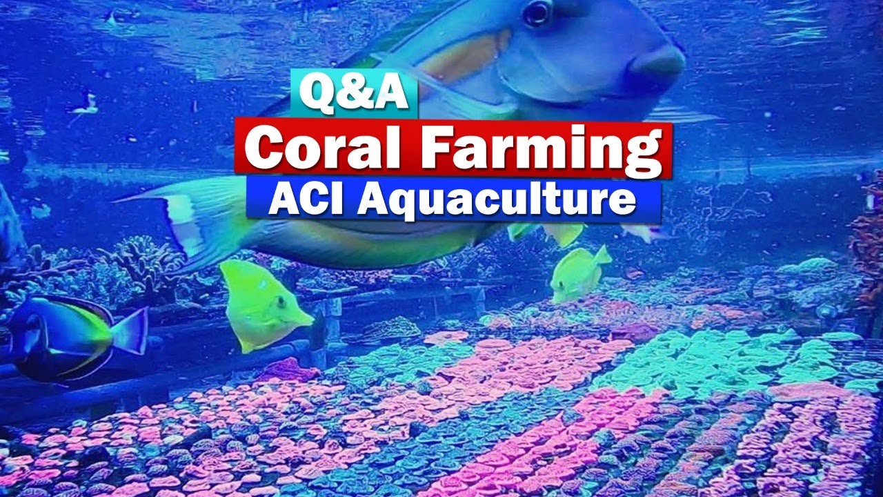 Coral Farming Q&A with ACI Aquaculture