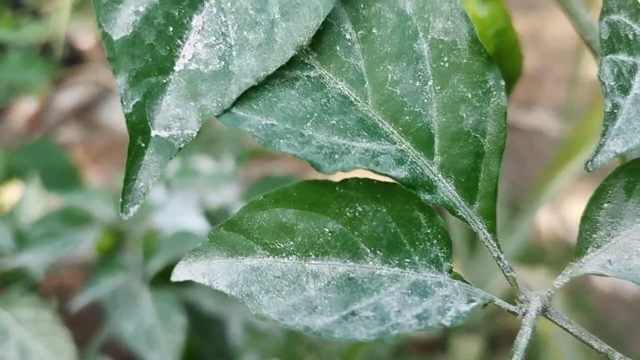 သဘာဝ ကုလားအော်ငရုပ်သီးလေးတွေ# King Chilies #  nature 