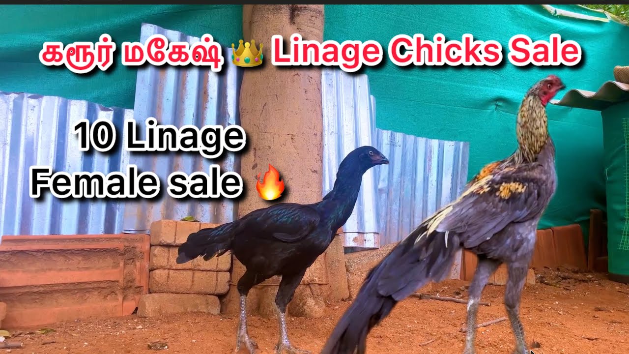Peruvedai Koli Valarpu || Chicks for sales || Koli pannai || #vivasayam #poultryfarm #kolivalarpu