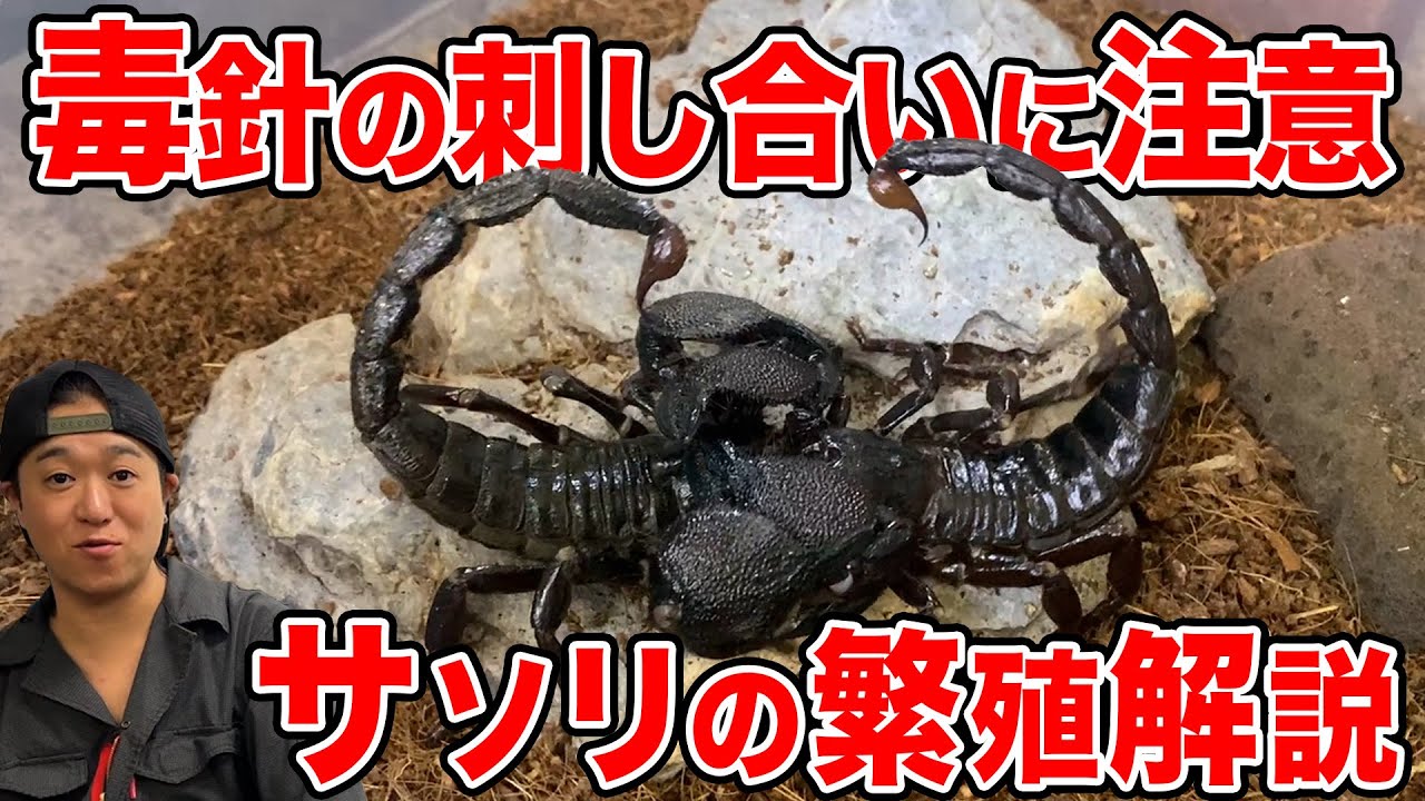 【要注意】ダイオウサソリの交接/繁殖方法を解説します