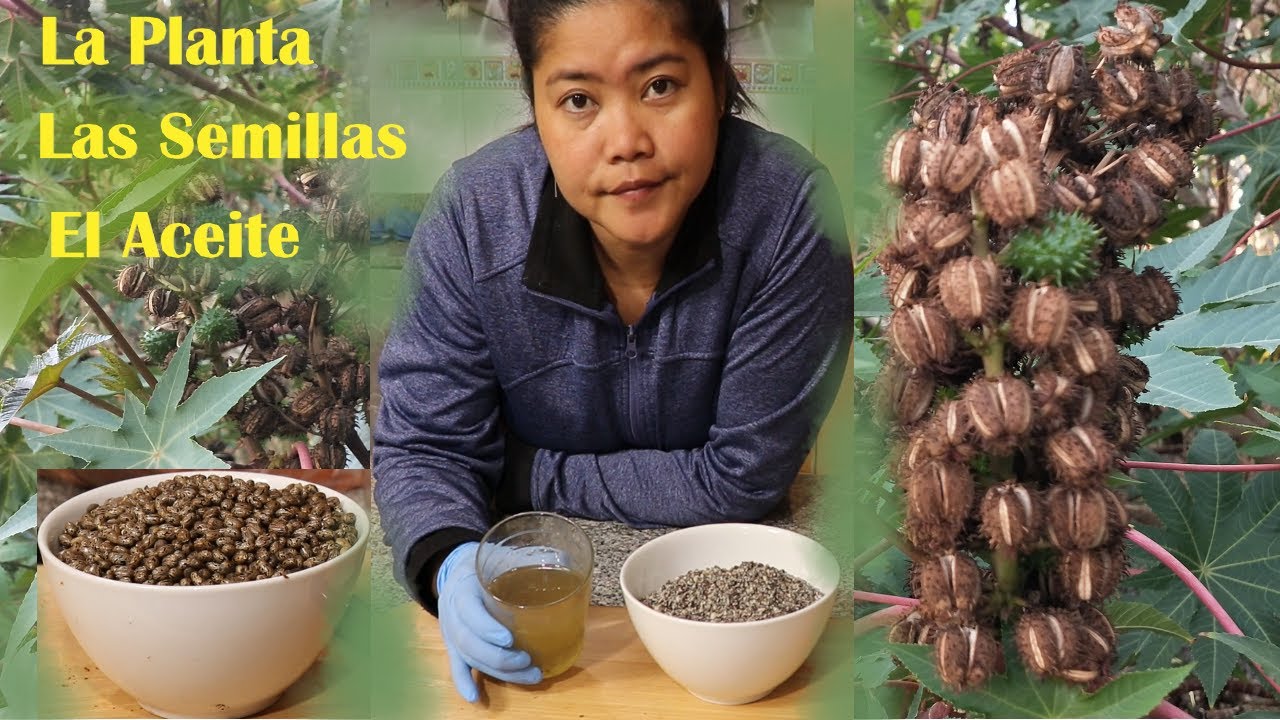 Cómo extraer aceite de ricino. El árbol y sus semillas.