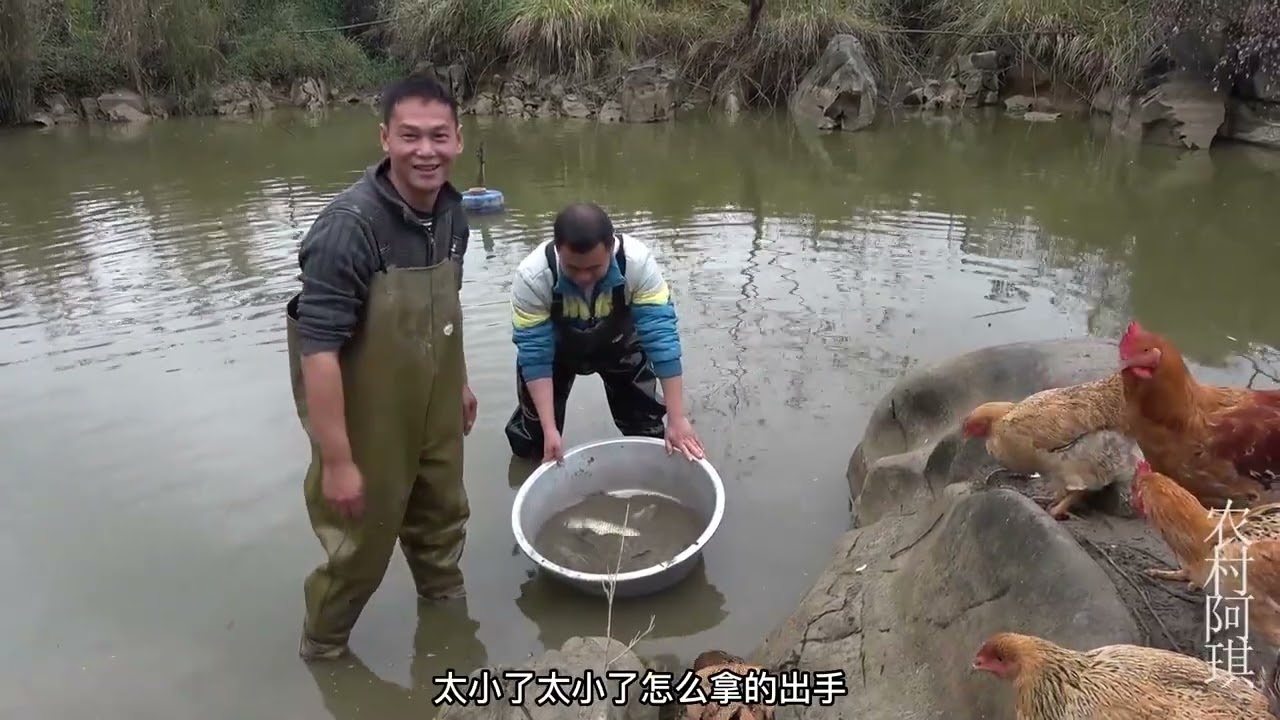 阿琪抓两条大草鱼送给丈母娘，丈母娘脸上笑开了花，这女婿真称职