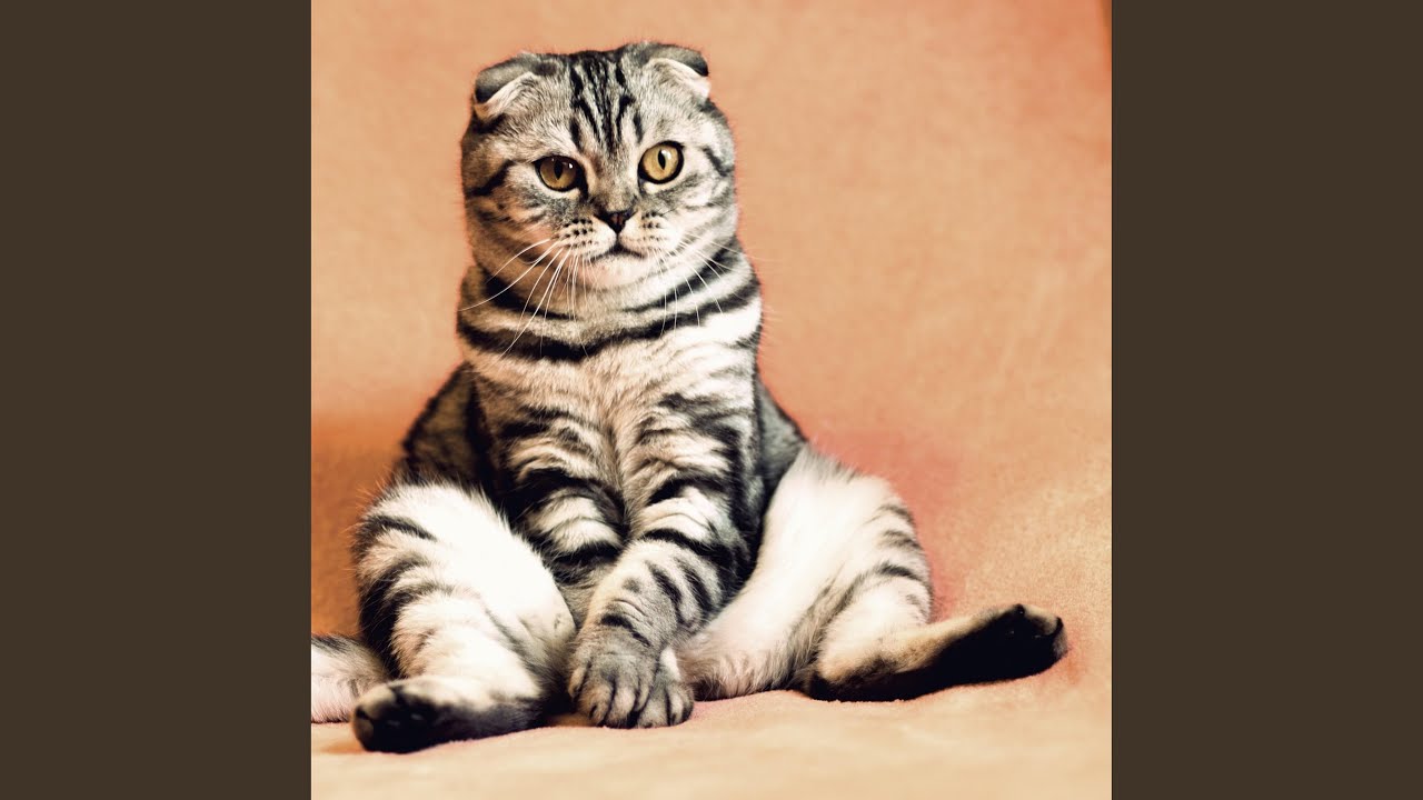 The Cat Strut