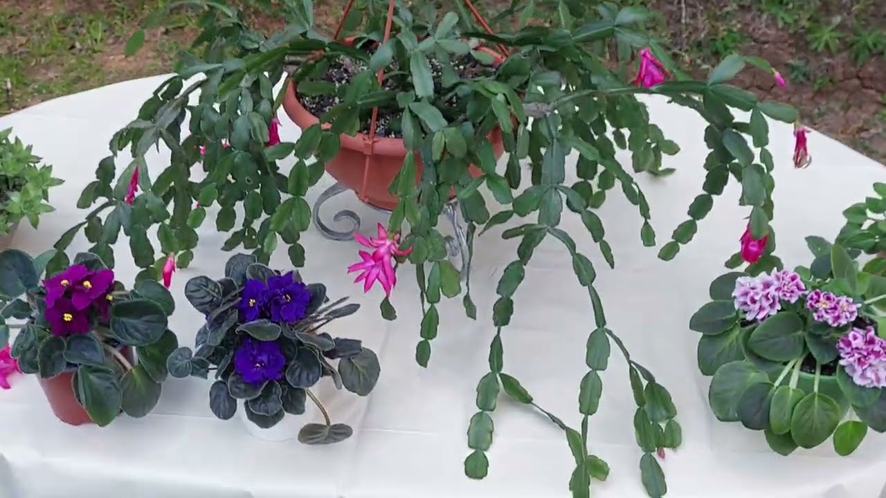 Abono para mis plantas 👌🪱🌷👌🌺🪷 violetas africanas, suculentas...