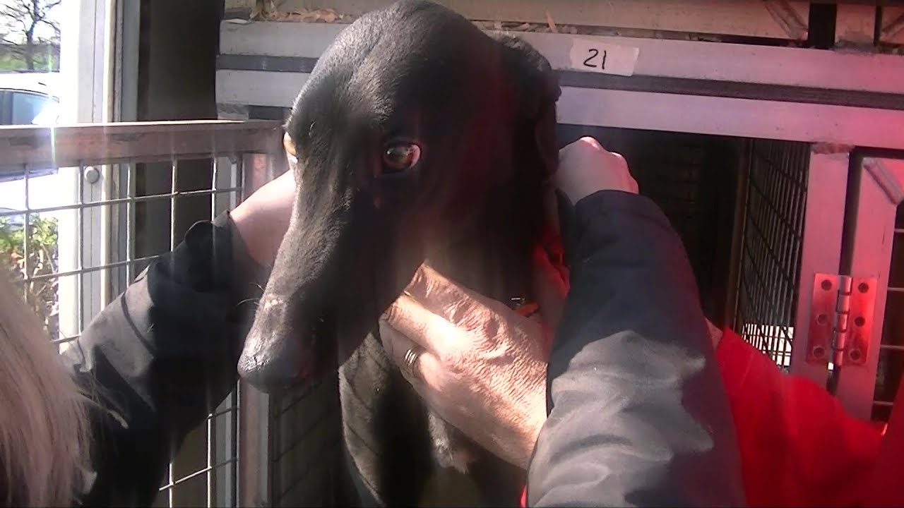 GACI - 20 Marzo 2021 Arrivo 28 Greyhound