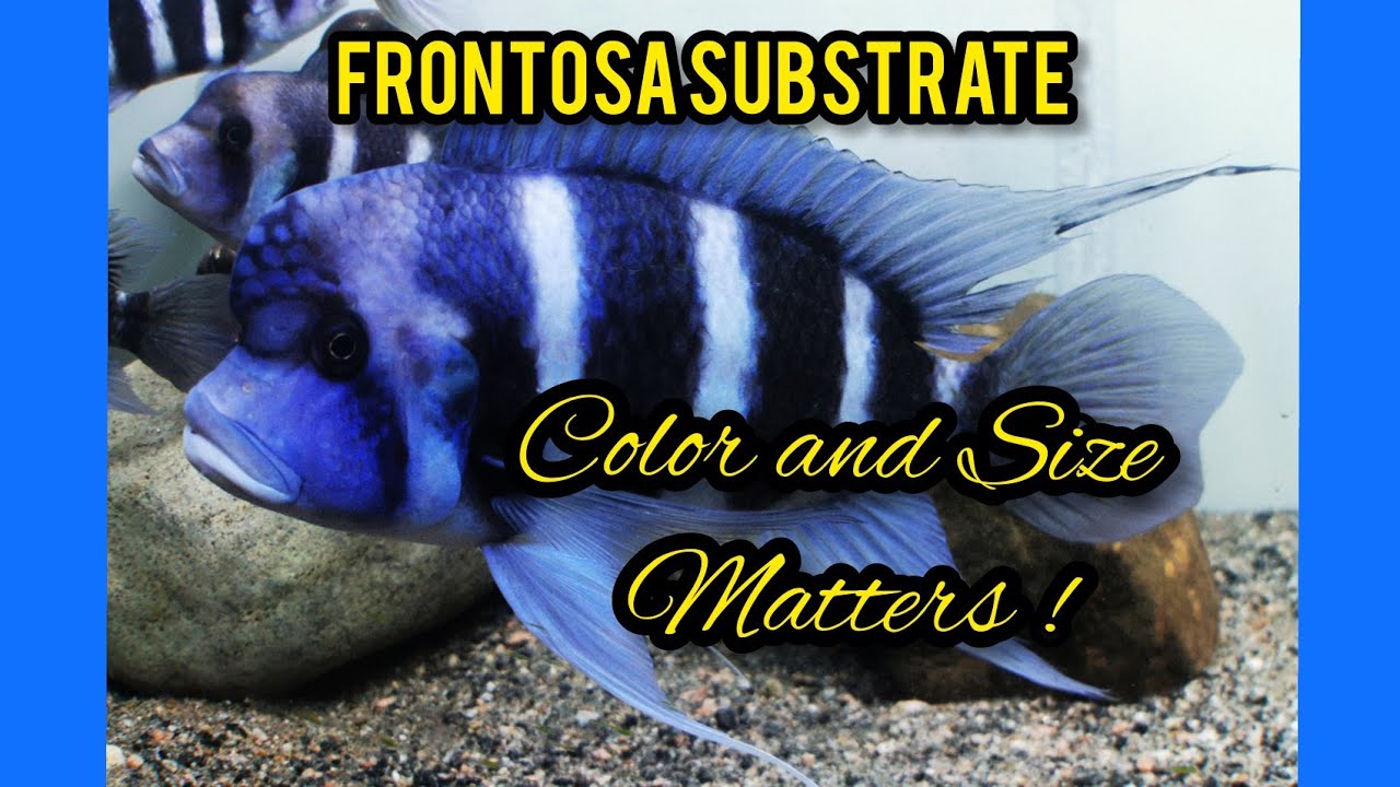 Best Substrate for Frontosa Cichlid