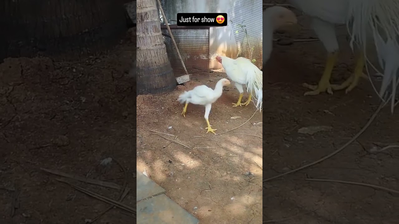 Pure white colour long tail aseel breed from india. #aseelmurga #assel #birds #animals