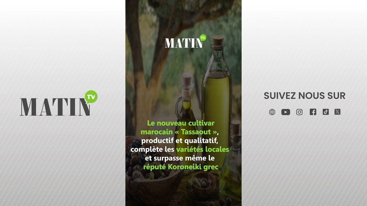 Huile d’olive : Vers une baisse historique des prix au Maroc