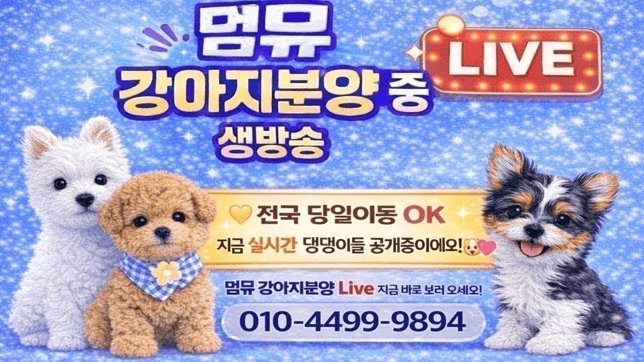 강아지분양 🔥❤외모대비 최소분양가❤️#강아지분양 #강아지입양 #강아지책임분양 #라이브 #강아지 #강아지입양 #dog #추천 #화이트테리어