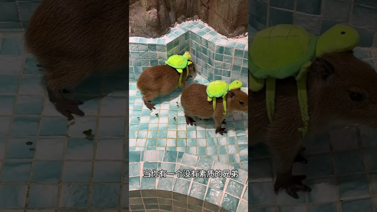 capybara 卡皮巴拉 水豚君 當你有一個沒素質的兄弟🤫 #capybara #水豚 #水豚君 #卡皮巴拉 #呆萌 #cute #可愛い #萌寵 #療癒 #short