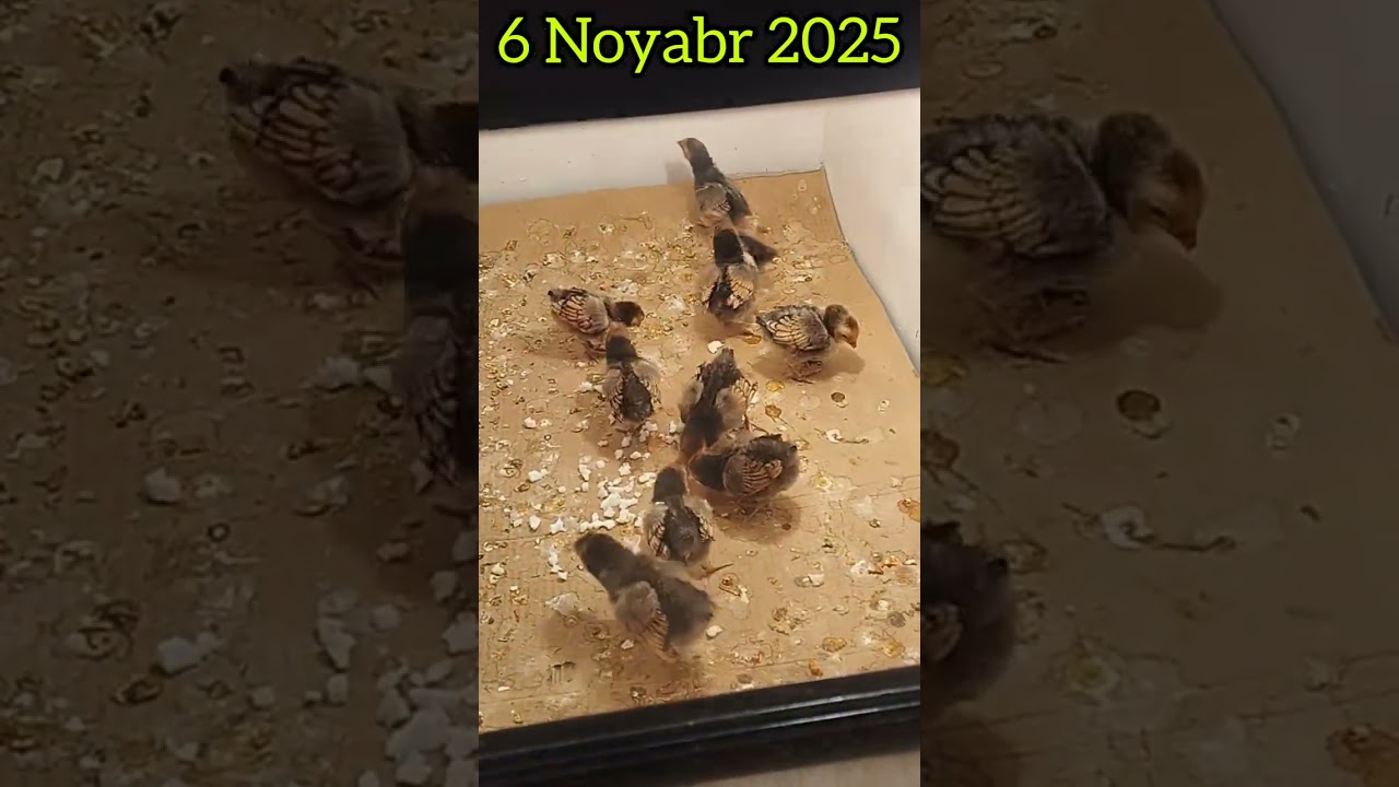 28-fevral, 2026