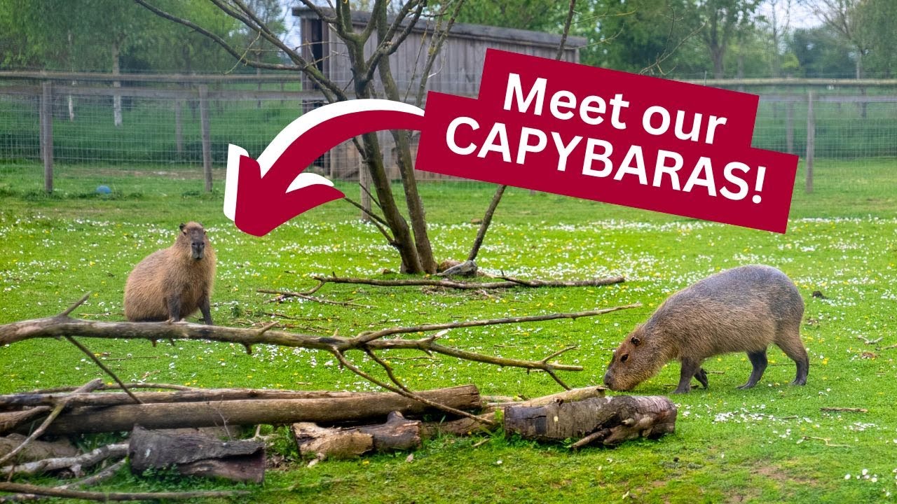 Capybaras on Campus