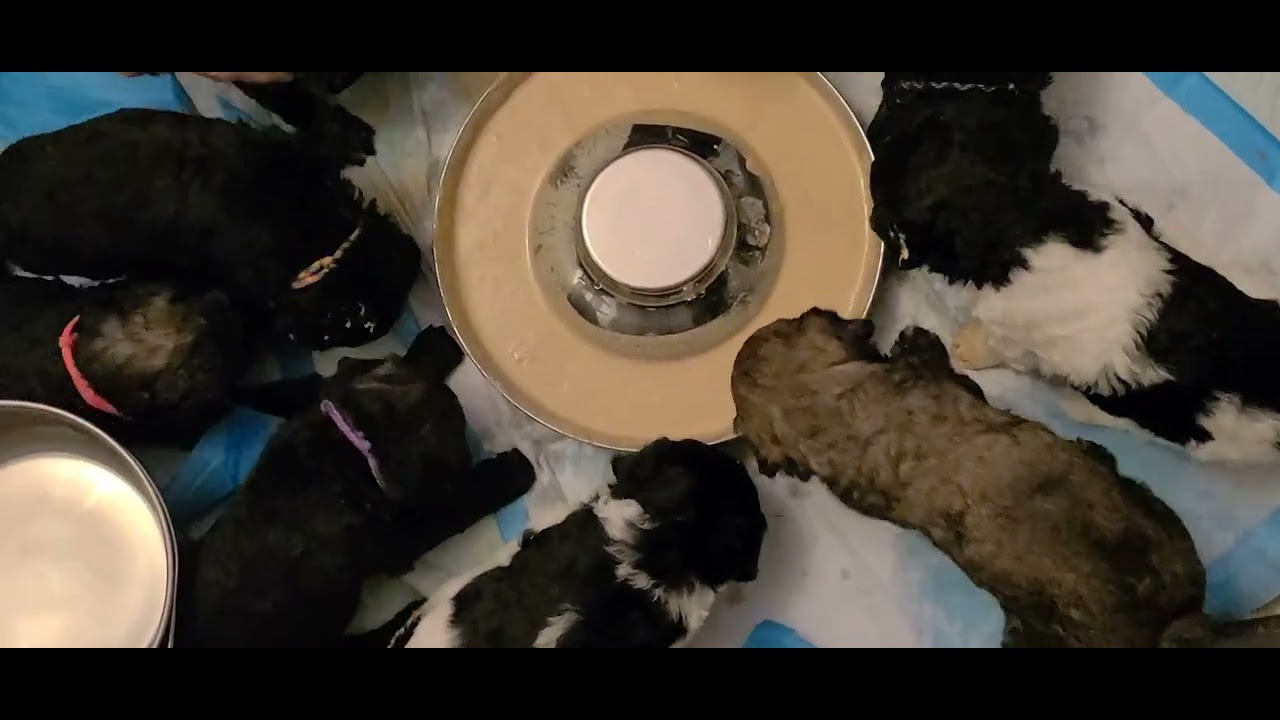 First meal without mom. Indigo/Aero pups 3 weeks old. 