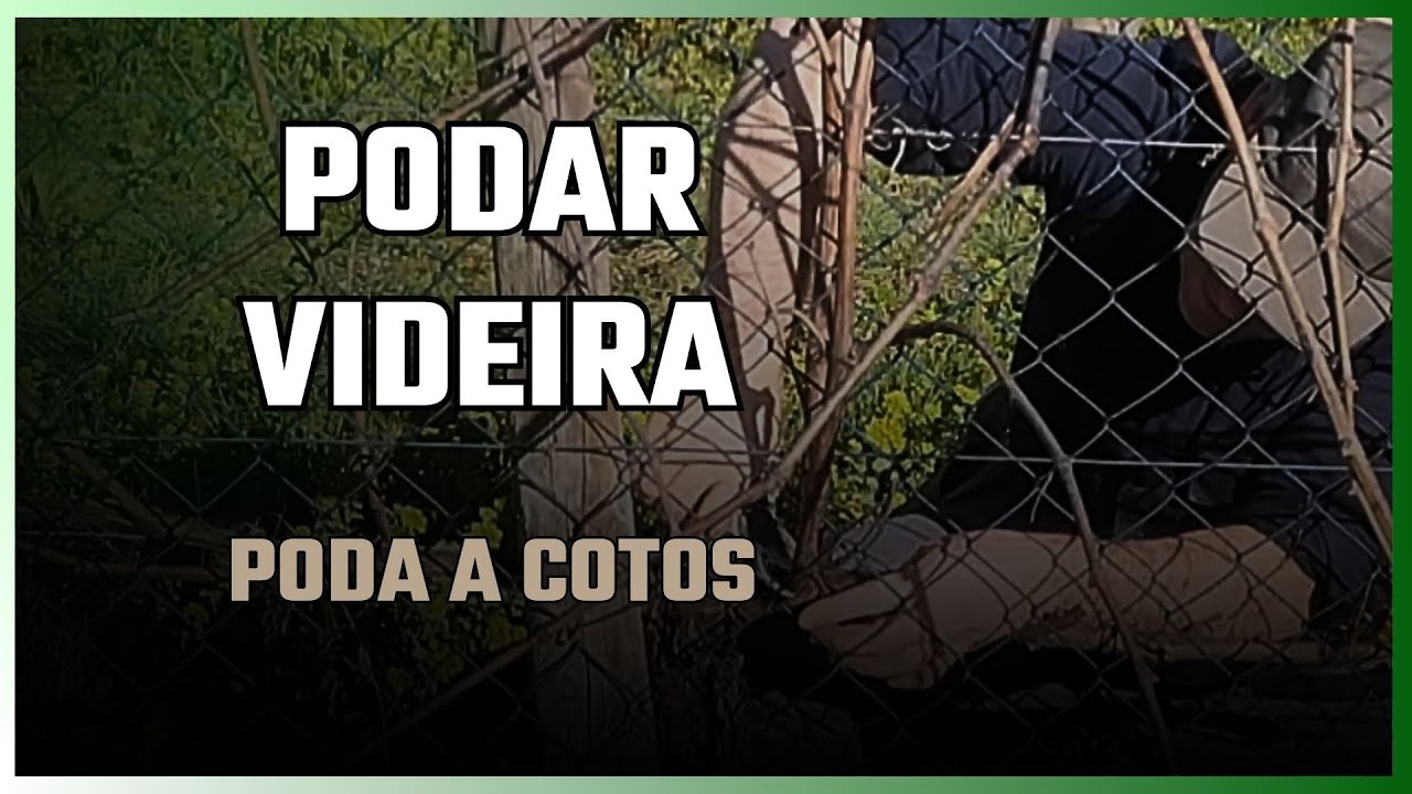 Como podar videiras. Poda Royat (Poda a Cotos) – Passo a Passo Completo