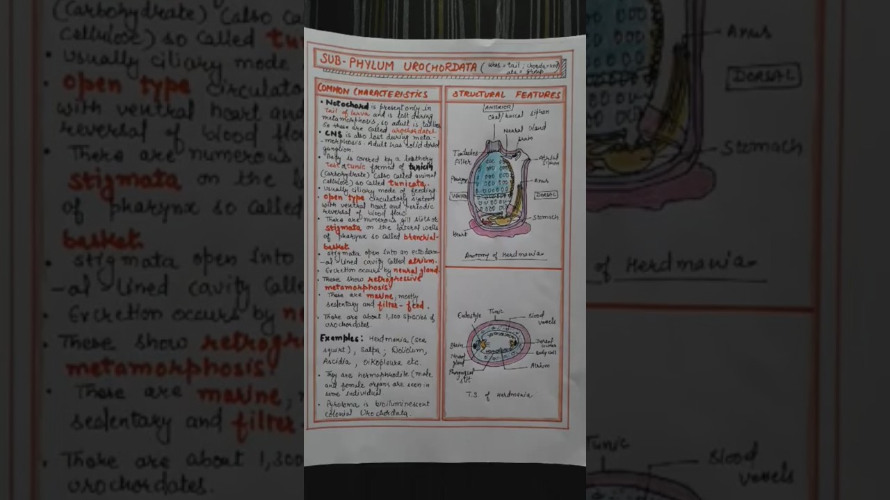 Class 11 Biology notes chapter  4 part-15 |Sub-Phylum Urochordata| #shorts