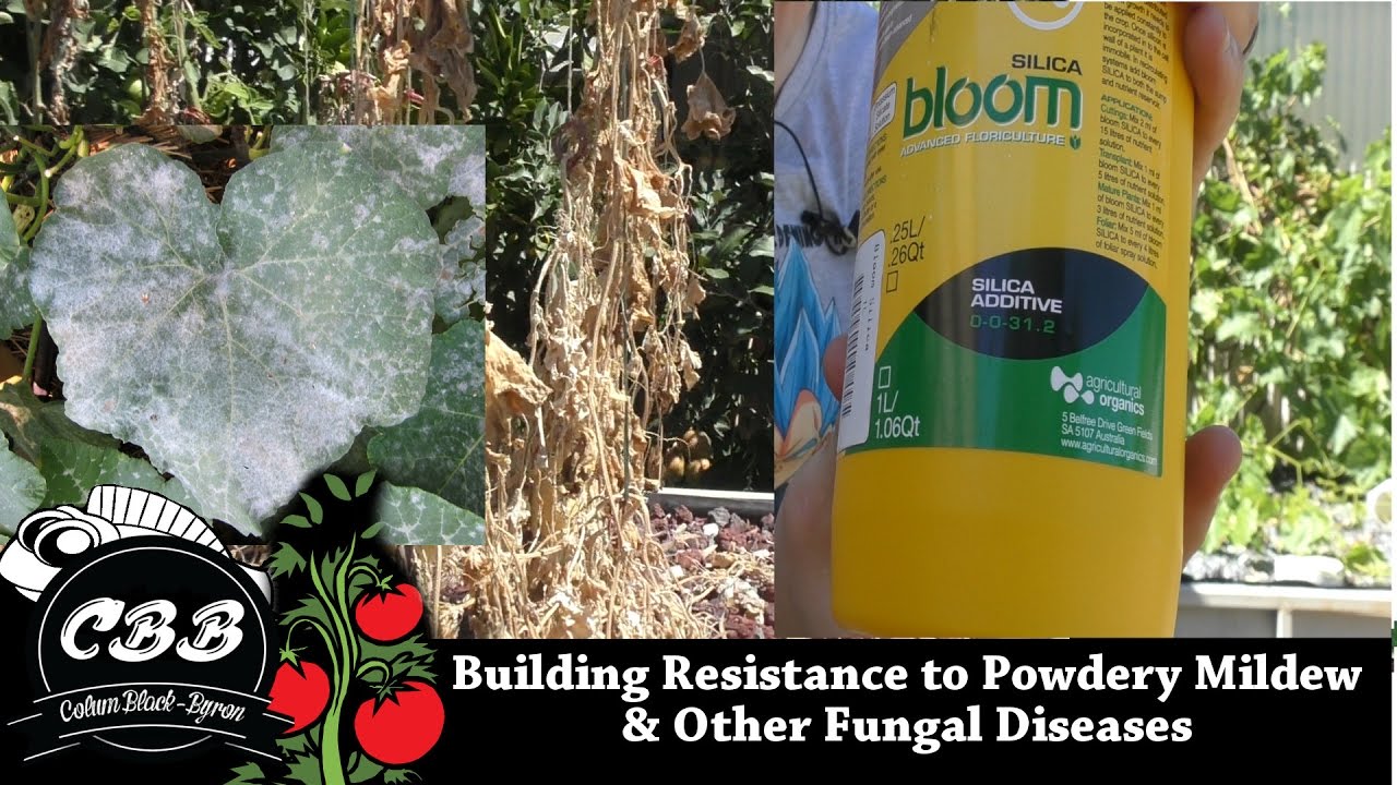 Building Resistance to Powdery Mildew & Fungal Diseases in Aquaponics - Silica Additive