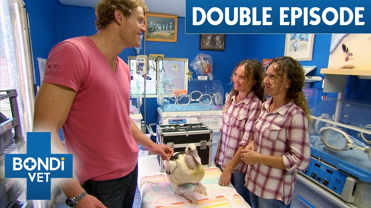 Dr Chris Rescues Pelicans With Viral Twin Sisters Bridgette And Paula  | Full Episodes | Bondi Vet