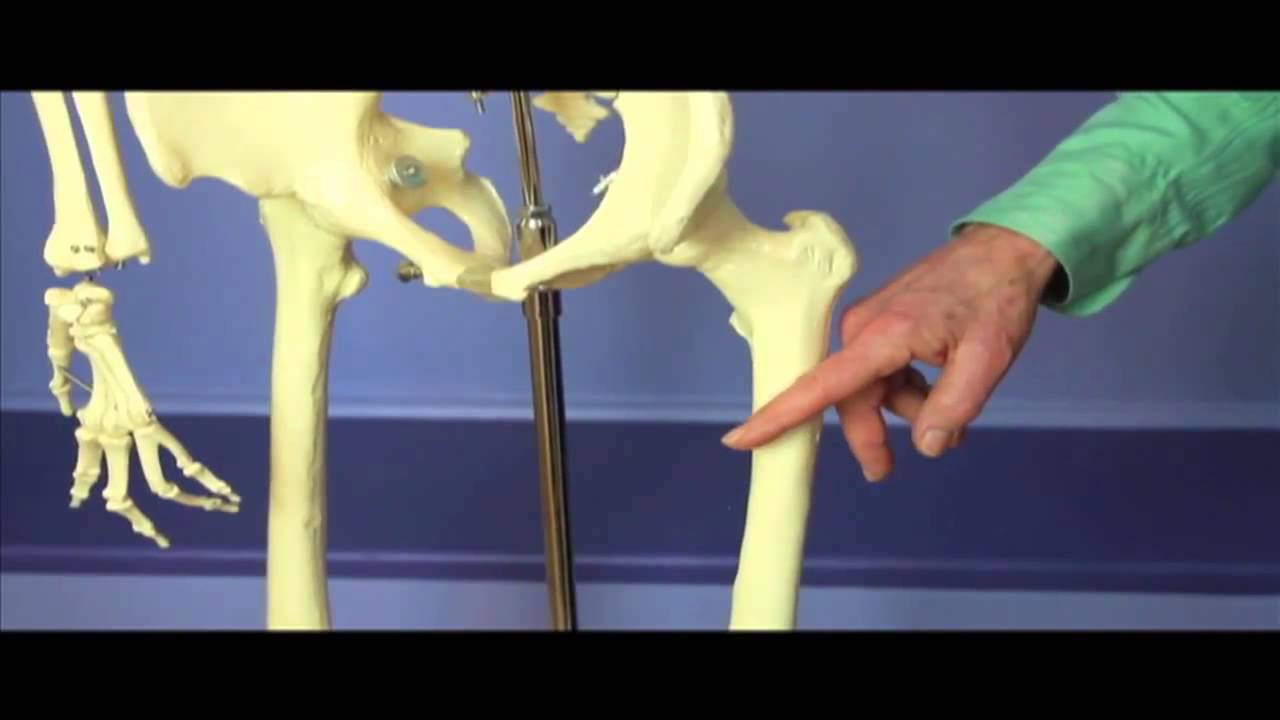 Where Hip Fractures Occur & 3 Tips For Stronger Hips!