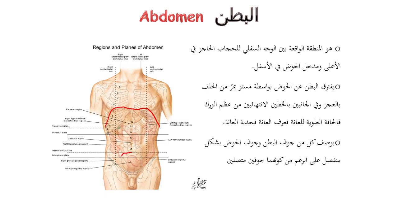 تشريح 2  جامعة دمشق- محاضرات البطن 1-جدار البطن الأمامي والبريتوان