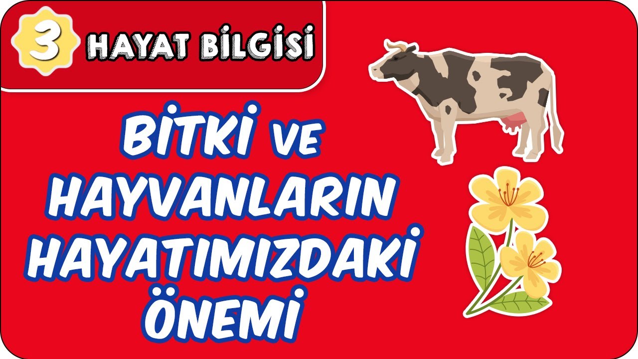 Bitki ve Hayvanların Hayatımızdaki Önemi | 3. Sınıf Hayat Bilgisi  #evokul Kampı
