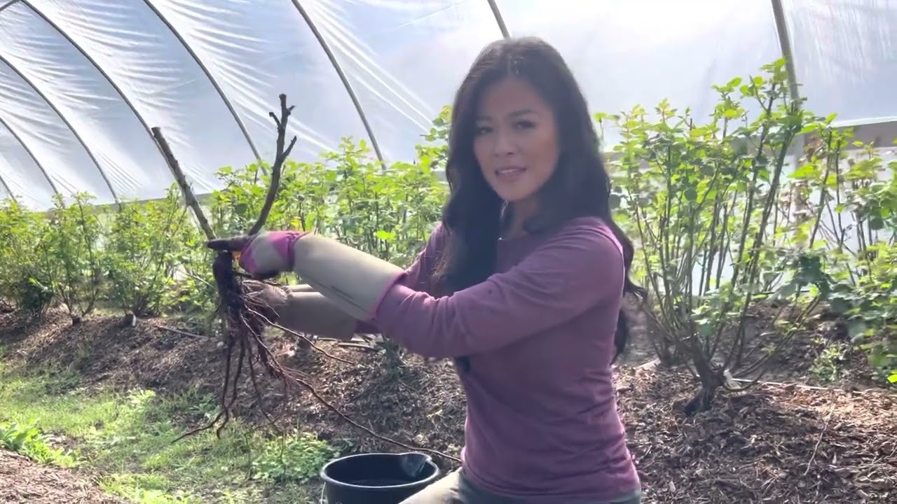How to plant bare root roses