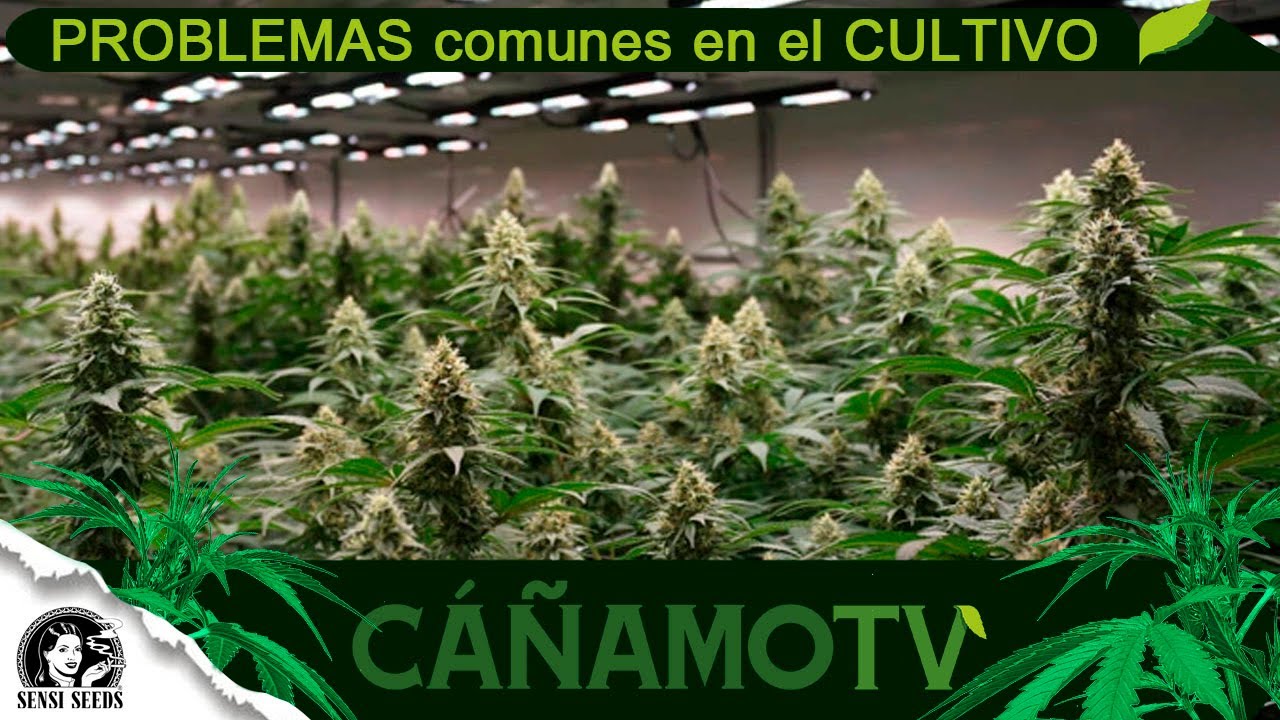 Los PROBLEMAS m&aacute;s FRECUENTES en el CULTIVO de CANNABIS