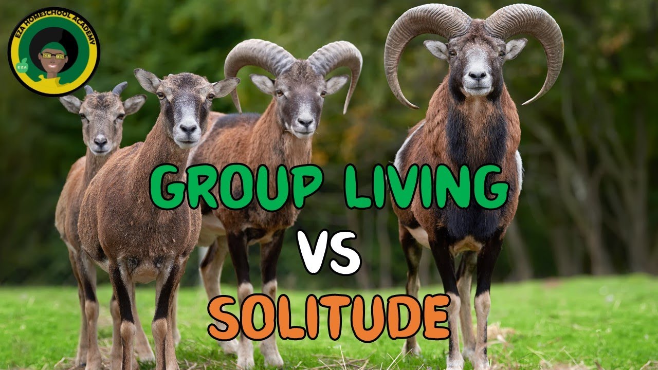 Big Ideas Series: Why do some animals live in groups and others live alone? | Questions and Answers