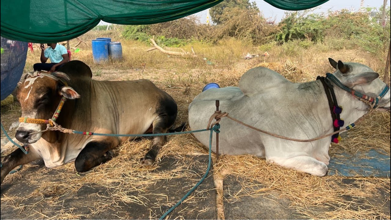 (పుల్లది -మచ్చలపులి) MCOR bulls మోర్జంపాడు సీనియర్స్ కి వచ్చిన జత