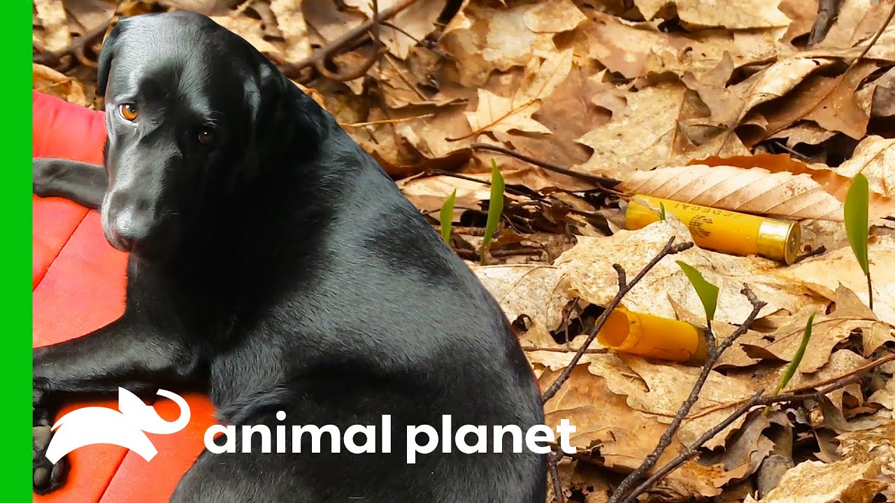 Dog Finds Definitive Evidence Of Shootings Close To The Road | North Woods Law