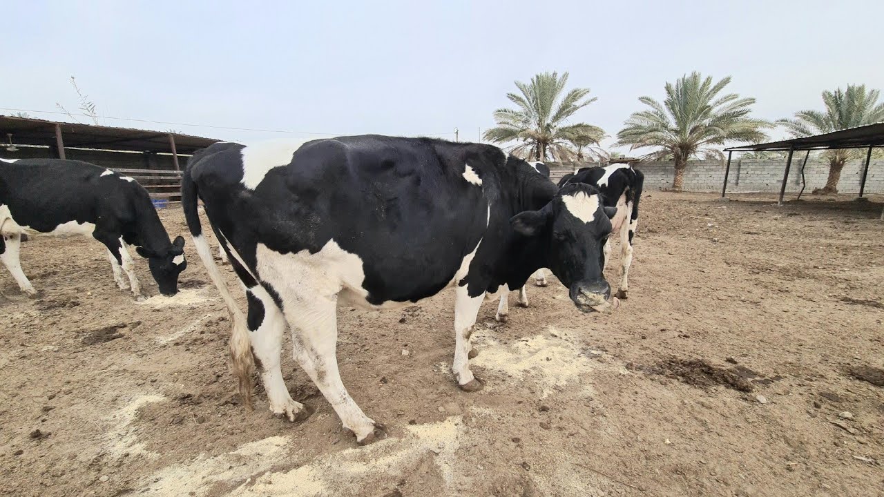 #كيف تبني حظيرة الأبقار و العجول و ماهي أهم الانظمة المتبعة و خصائص كل نظام