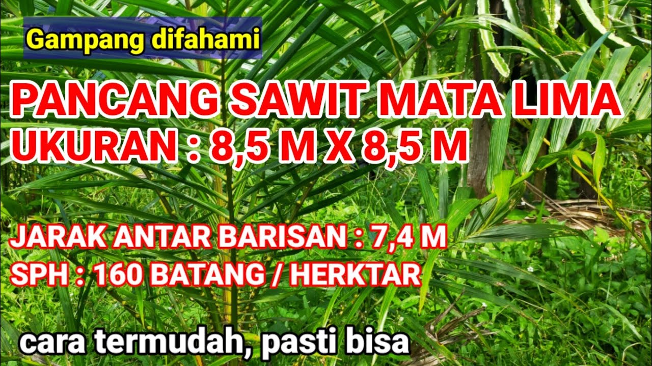 CARA PANCANG SAWIT MATA LIMA 8,5 M × 8,5 M
