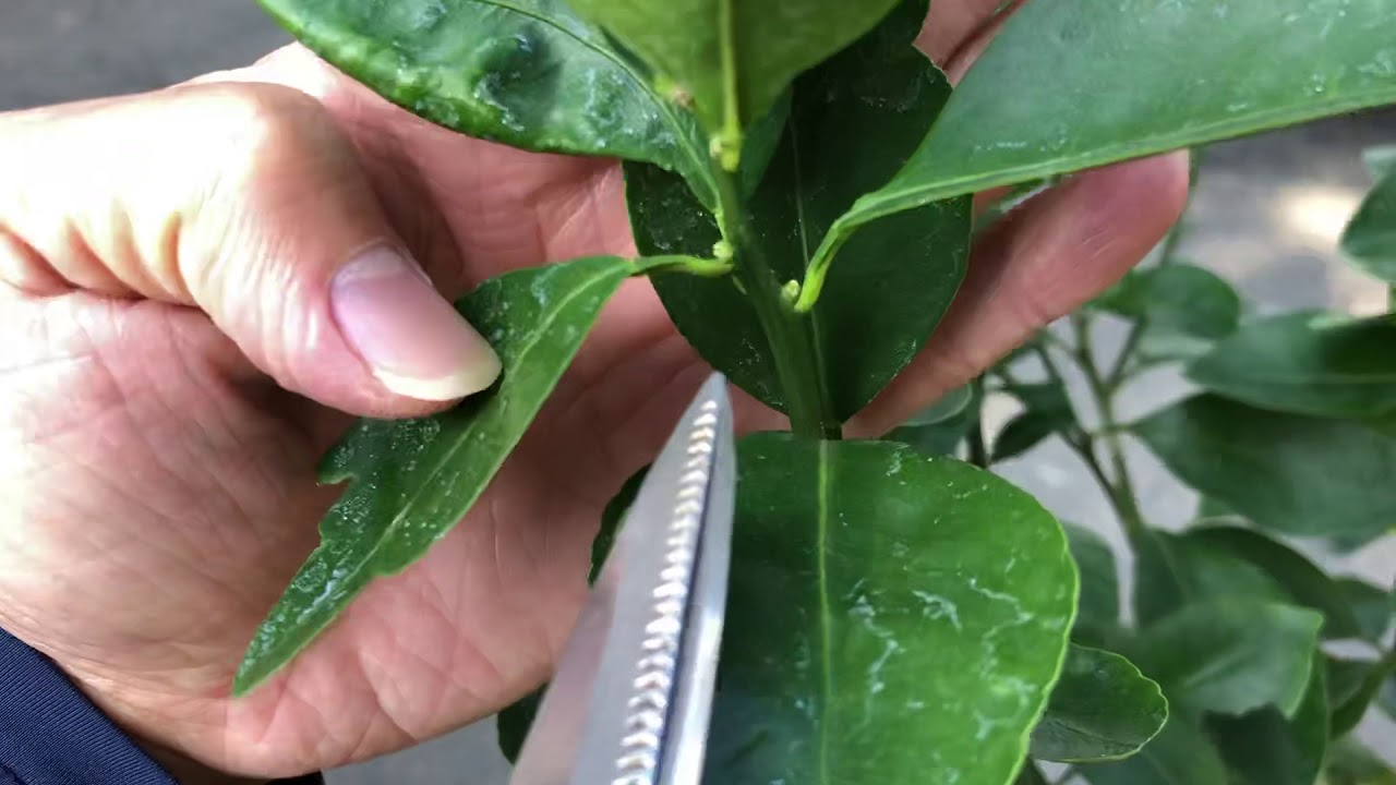 記錄「嫁接金桔」即將大量來花