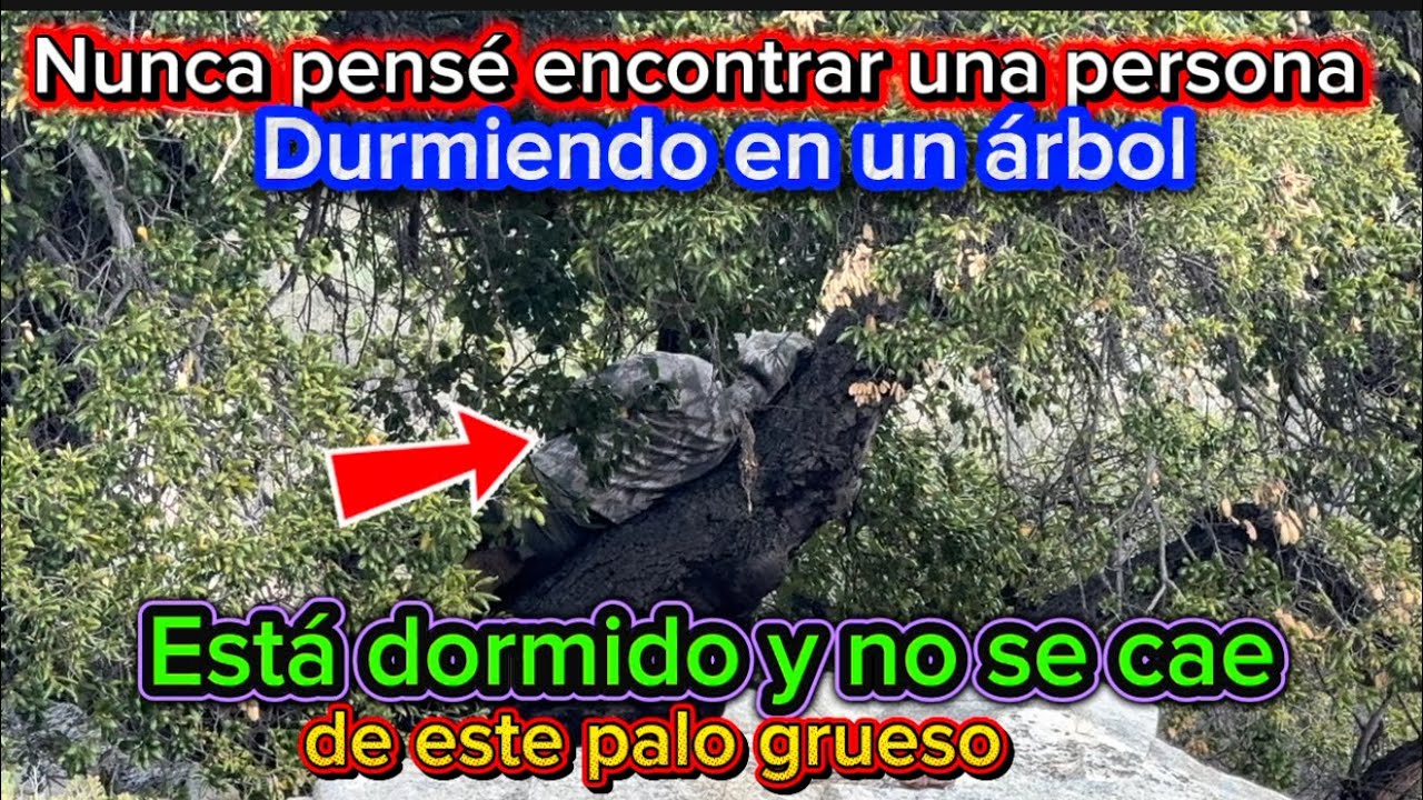 Encontré una persona durmiendo en un árbol