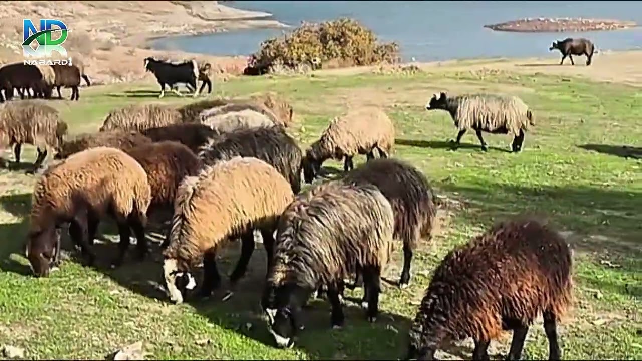دەربندیخان گوندی سیارە #کوردستان #kurdistan 
