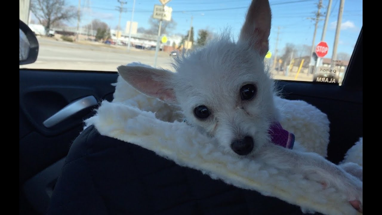 Snoozer Lookout Pet Car Seat Review