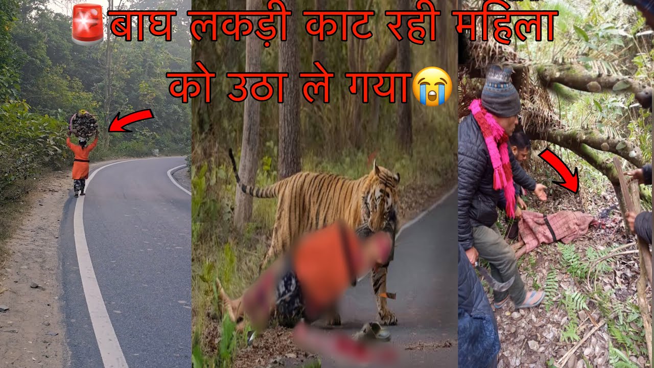 🚨 जंगल में लकड़ी लेने गई थी महिला😭 Tiger Attack Woman Tiger attack girl jim Corbett jungle Safari 