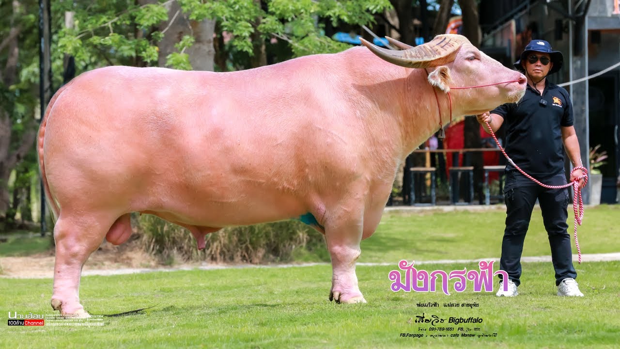 จ้าวมังกรฟ้า ลูกชายพ่อแก้วฟ้า ยอดพ่อพันธุ์ควายเผือก สูง ใหญ่ ยาว Big buffalo ควายนาคาเฟ่ อุทัยธานี