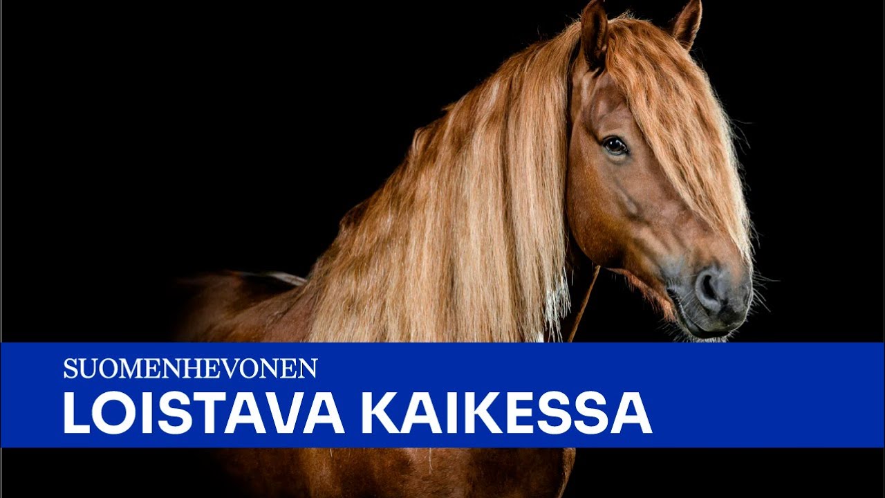 Tutustu suomenhevoseen – LOISTAVA KAIKESSA