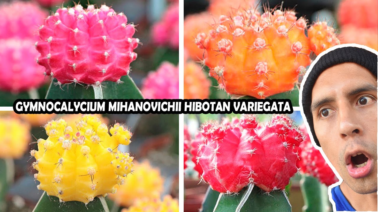 🌈Гимнокалициум Михановичи Вариегата Пестролистный сорт. Hibotan Moon Cactus Japan пестрый суккулент👏