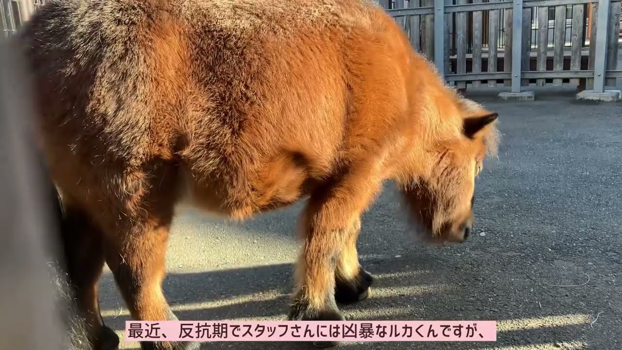 大好きなお客さんの前だと甘えん坊でやきもち焼きの子たち🐐🐐🐴