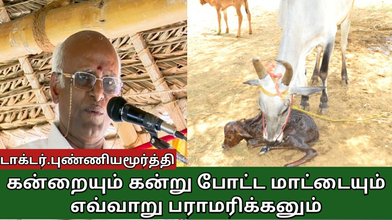 கன்று போட்ட மாட்டையும் கன்றையும் பராமரிப்பது எப்படி | மரபு வழி மாடு வளர்ப்பு பாகம் 5