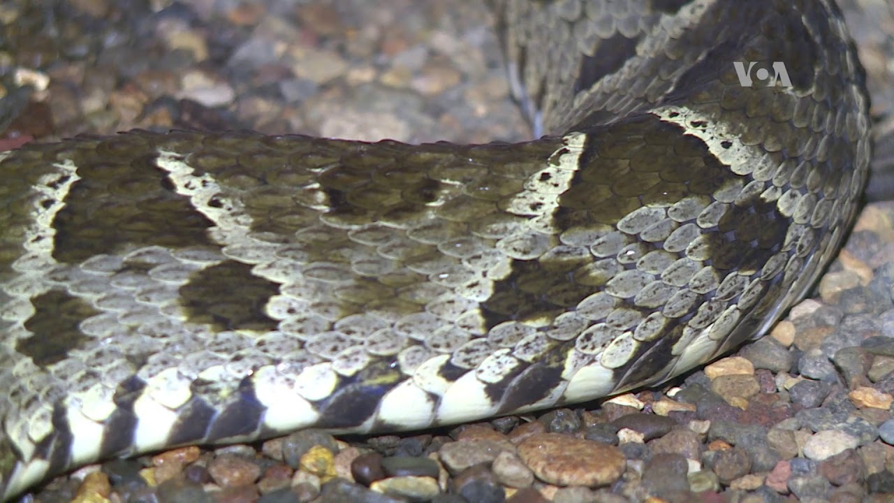 ENTRE LA VIDA Y LA SERPIENTE: Sobrevivir a la mordedura de una terciopelo