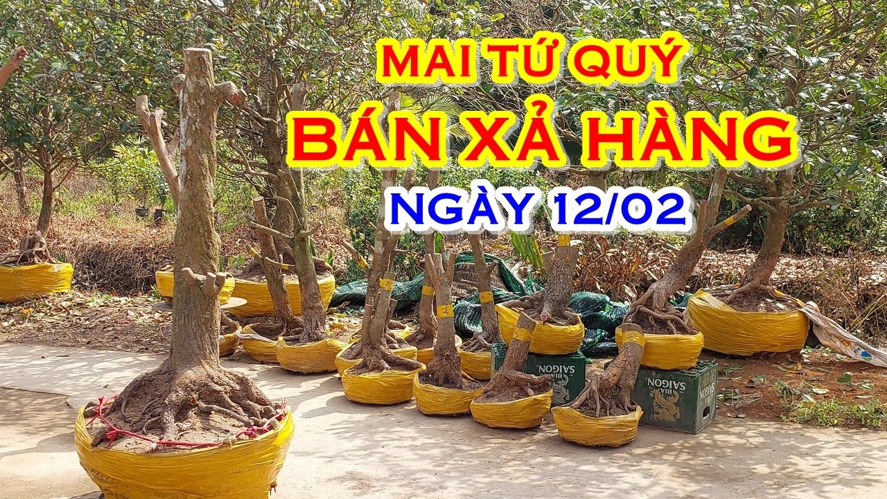 ANH HÙNG 📲 O977O98935 GIÁ TỐT - MAI TỨ QUÝ DÁNG ĐẸP GIAO LƯU NGÀY 12/02 