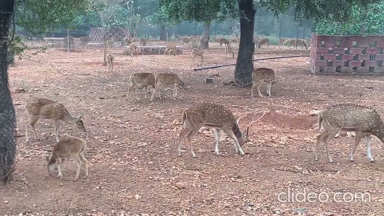 Gadag Zoo | Binkadkatti Zoo | Spotted Deers 🦌 🦌🦌🦌🦌 