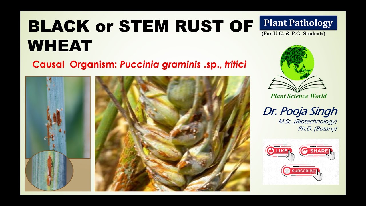 Stem/Black Rust of Wheat