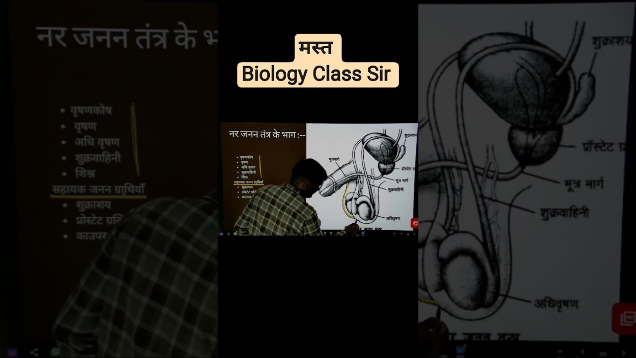 मानव जनन तंत्र #penis #examkibaat #humanreproduction #shorts #class12thbiology