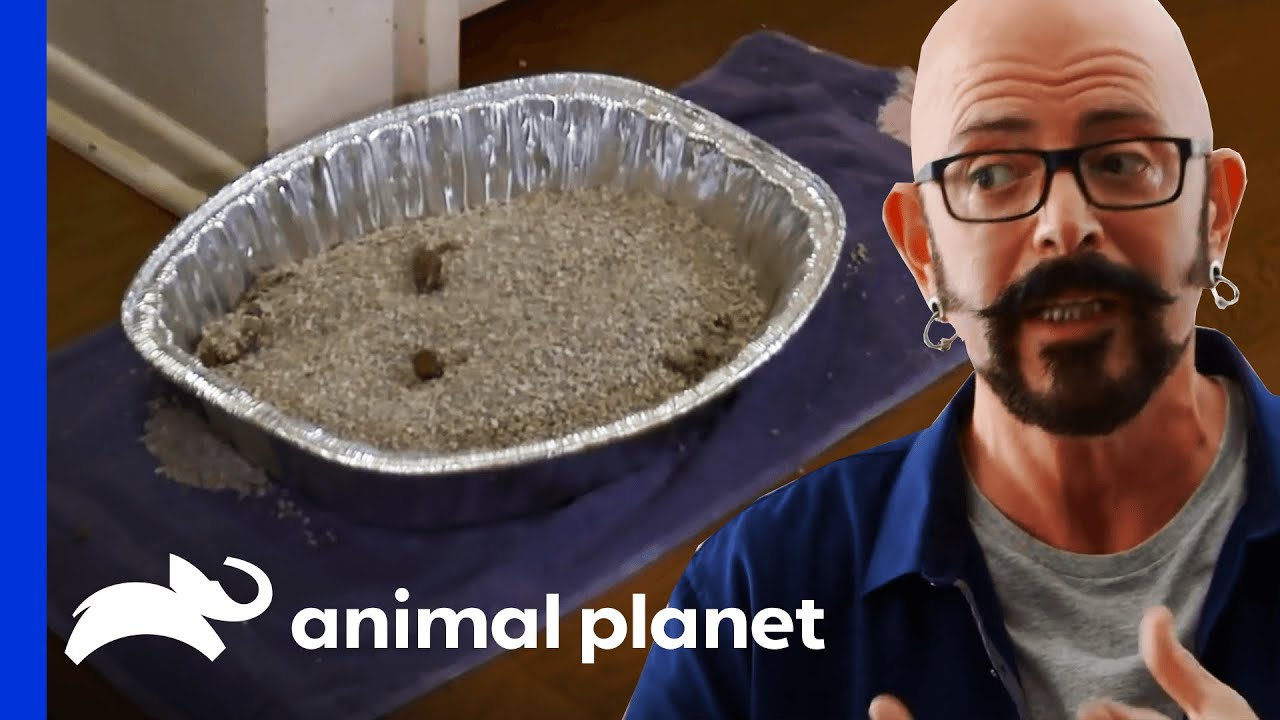 What Cat Owners Shouldn't Do! | My Cat From Hell