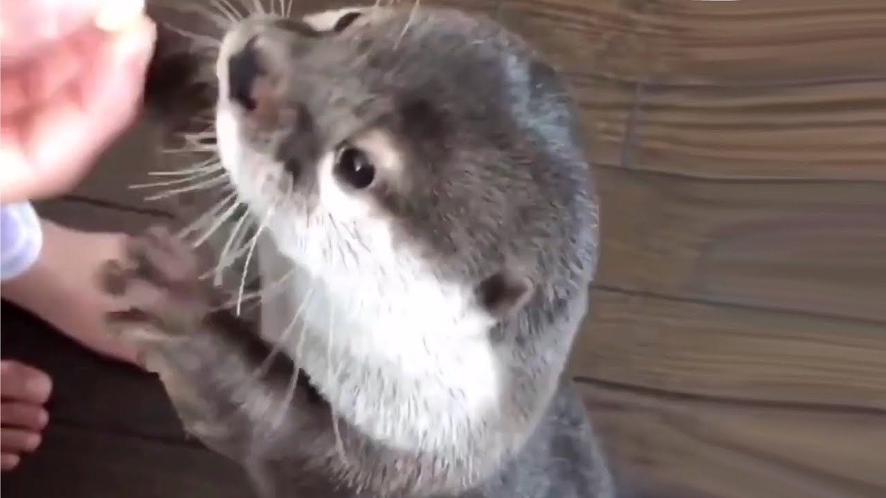 Otters Making Strange Noises For Food Compilation
