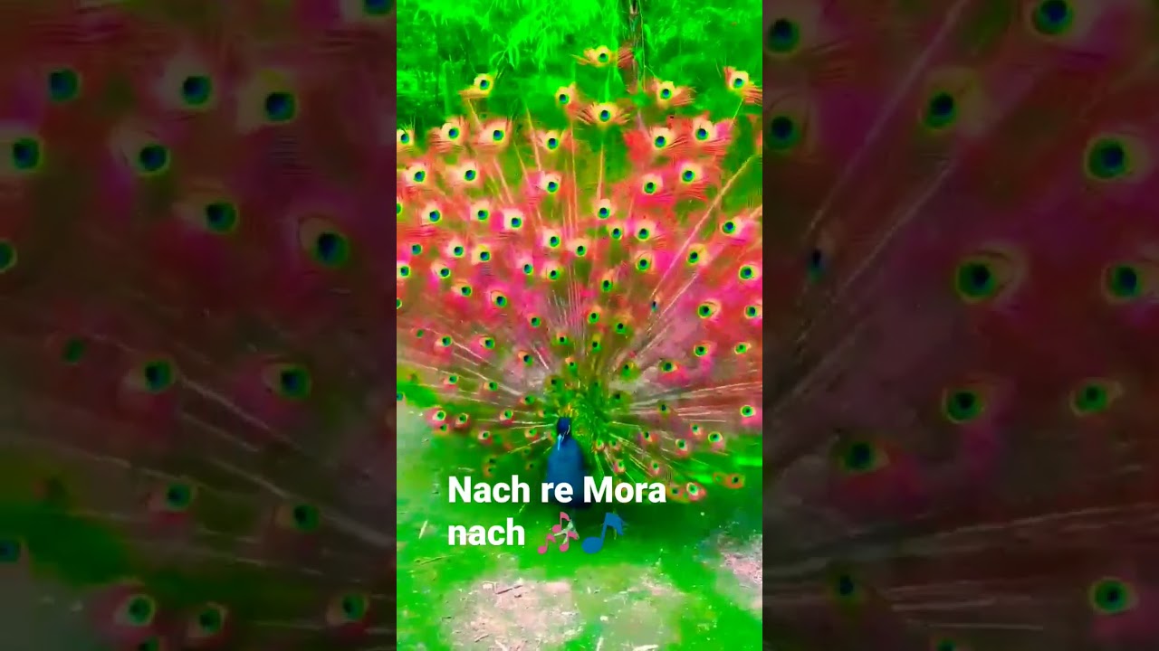 ||#YouTube#short#viral#nach re Mora#Marathi gane#trending